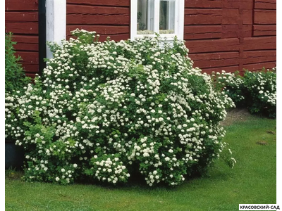 Спирея березолистная