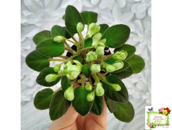 ML-Крыжовник (Miniviolets Lux) 2024 г. (детка)