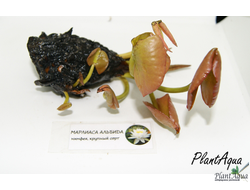 Нимфея Марлиаса Альбида