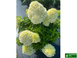 Гортензия метельчатая "Little Spooky" (Литтл Спуки)