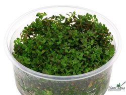 Rotala indica green
