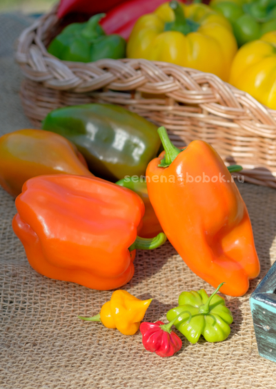 Перец сладкий Гюнстлинг, 10 шт