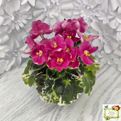 ЛЕ-Фруктовая Мармеладка (Е.Лебецкая) 2017 г. (пестролистный гёрл)