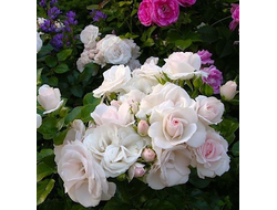 Роза Аспирин Роуз (Aspirin-Rose) ОКС, Сербия