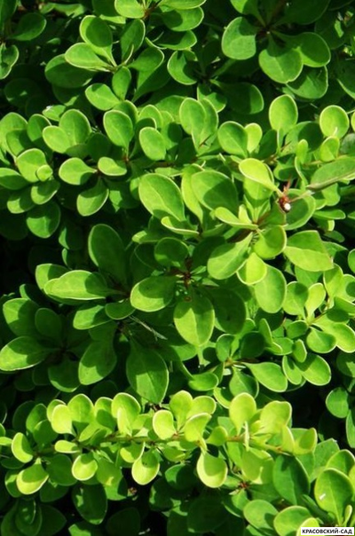 Барбарис Грин Карпет - Green carpet