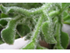 Хрустальная травка (Mesembryanthemum Crystallinum)