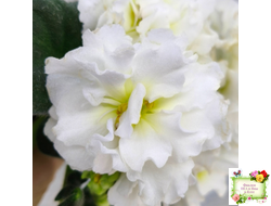 МК-Белая Кувшинка (М. Карпова) 2022 г.