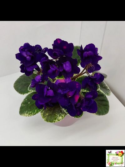 Mac's Smoldering Sapphire (G.McDonald)