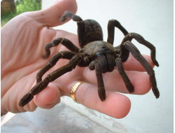 Cyriopagopus paganus