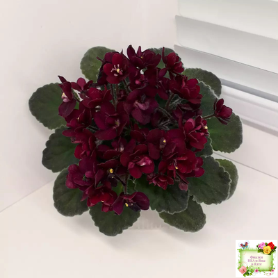 Jolly Fire (H.Pittman) (9715) 01/15/2007