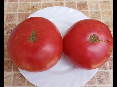 Томат Розовый из Пералеса (Rosa de Perales) Испания