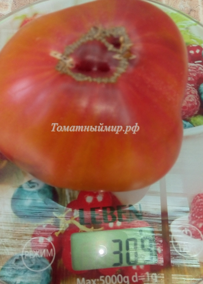 Томат Тайга (Taiga)