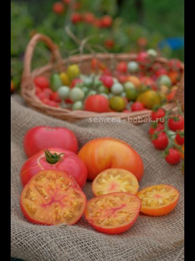 Томат Dwarf Awesome (Гном Замечательный), 10 шт