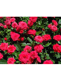 Миниатюрные и Патио