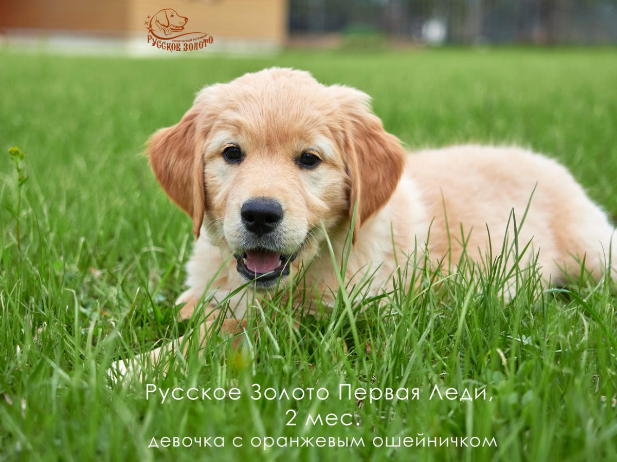 РЗ Первая Леди, девочка оранжевый ошейничек, 2 мес