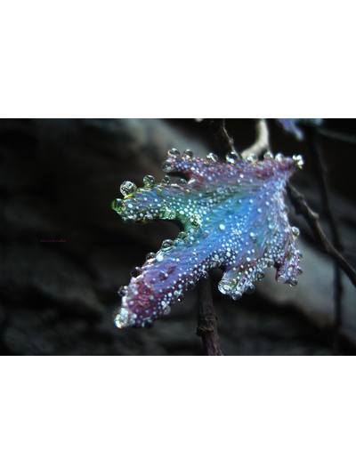 "Крылышки феи Рассветного сада", крупные серьги с капельками