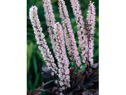 Клопогон Пинк Спайк (Cimicifuga ramosa Pink Spike)