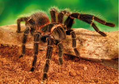 Паук птицеед