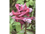 Corydalis solida "Неженка"
