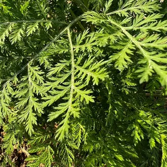 Полынь однолетняя (Artemisia annua) (5 мл) - 100% натуральное эфирное масло