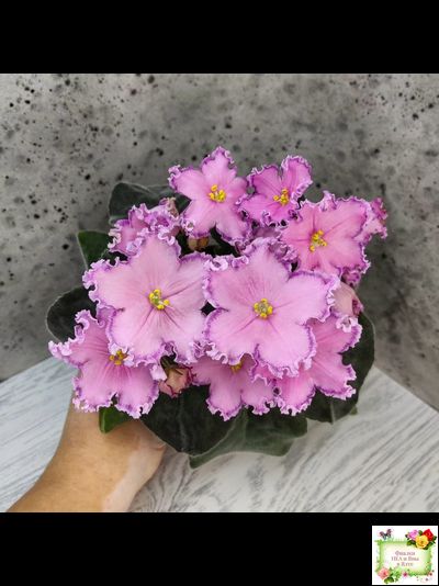 Nik-Хмельное Лето (Н. Булко) 2022 г. (крупная детка)