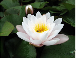 Нимфея Марлиаса Карнеа