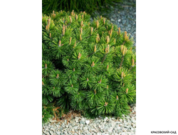 Сосна горная Пумилио фото в ландшафте красовский-сад.рф
