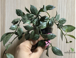 Hoya krohniana silver black