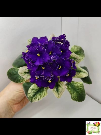 ЛЕ-Константин (Е. Лебецкая) 2019 г.