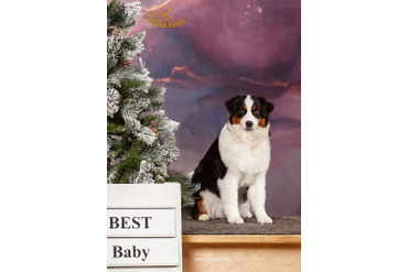 5 мес. Первая выставка. BIS-baby-2