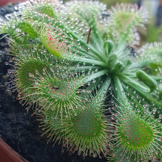 Drosera "Spatulata"