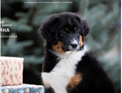 щенок mas - девочка с ЖЕЛТЫМ ошейничком Д-2025, окрас черный триколор, на фото возраст 3 мес