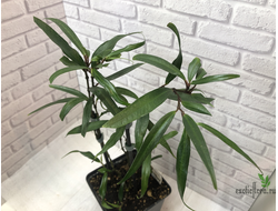 Piper sp. аngustifolium  / перчик узколистный