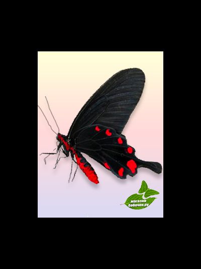 Коцебу размах крыльев 6-8 см