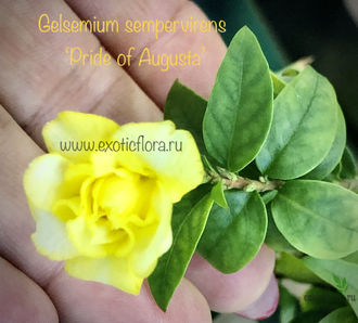 Гельземиум махровый / Gelsemium sempervirens ‘Pride of Augusta’