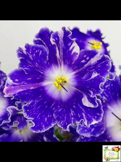 DS-Сияющий Колокольчик (Dimetris) 2014 г.