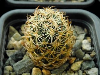 Coryphantha radians PP 1371, Pena Miler, Que