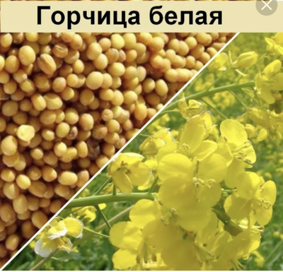 Семена горчицы белая (рапсодия) от 1 тонны