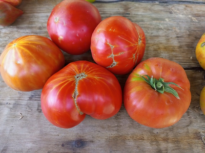 Томат Каркиано (Karkiano), Испания