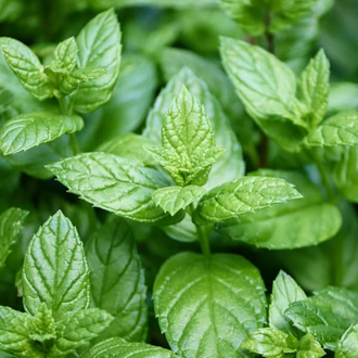 Мята перечная (Mentha piperita) Египет, 5 мл - 100% натуральное эфирное масло