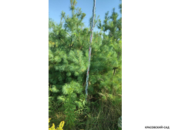 Сосна Гималайская - Pinus Wallichiana