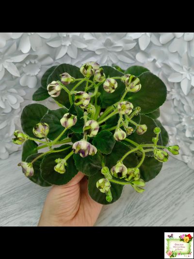 7 Белок (Калгины) химера (стартер сорт)