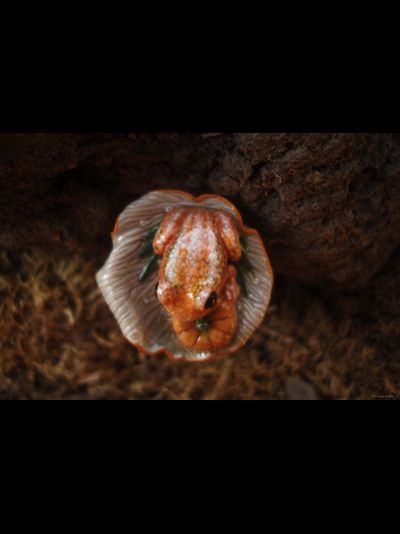 Кольцо с лягушкой "Принцесса Тыковка, наследница Урожайных Полей"