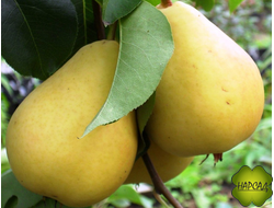 Груша "ВЕРНАЯ" (осенняя, саженец 2 года)