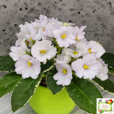 ЛЕ-Стрекоза (Е. Лебецкая) 2020 г. (пестролистный лонг)