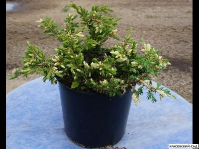 Можжевельник обыкновенный Спотти Спайдер