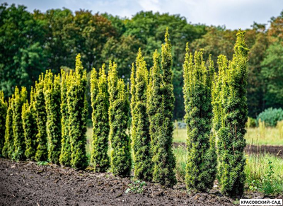 Тисс ягодный Фастигиата - Fastigiata