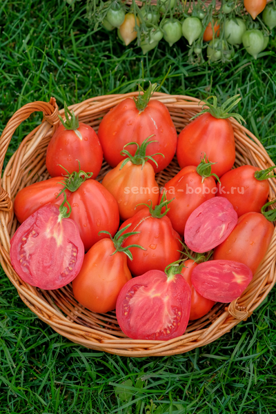 Томат Red Pear Franchi (Красные груши Франчи), 10 шт