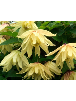 Княжик Golden Dream (Голден Дрим), контейнер р9