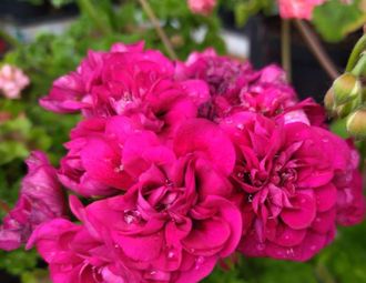 П212 Пеларгония ЛиА Жозефина укорененный черенок